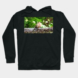 Mourning Dove Sitting On A Fence Hoodie